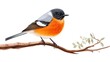 Beautiful redstart bird on the tree branch isolated on white background.
