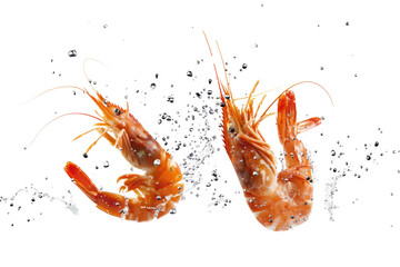 Boiled prawns levitate
isolated on white background