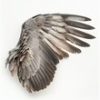 Detailed close-up of a bird's wing showcasing natural feather pattern and textures against a white background.