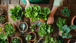hands of a gardener attending to a vibrant assortment of leafy green vegetables flourishing in terracotta pots on a wooden surface