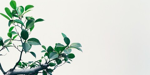 Poster - Minimalist Masterpiece: A close-up of a bonsai ficus with perfectly manicured tiny leaves.