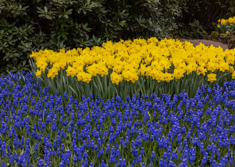 Canvas Print - blue muscari flowers blooming in a garden