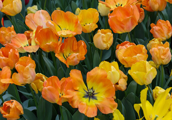 Sticker - Yellow and orange tulip called Daydream. Darwinhybrid group. Tulips are divided into groups that are defined by their flower features