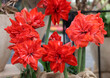 Red Amaryllis called Double Circus
