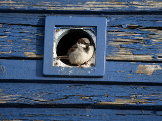 Sticker - House sparrow, Passer domesticus