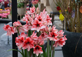 Beautifully blooming red and white amaryllis flowers