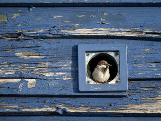 Sticker - House sparrow, Passer domesticus