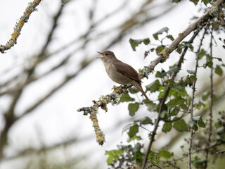 Canvas Print - Nightingale, Luscinia megarhynchos