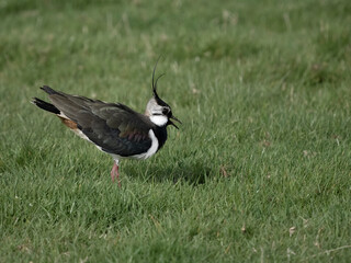 Canvas Print - Northern lapwing, Vanellus vanellus