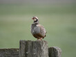 Red-legged partridge, Alectoris rufa,