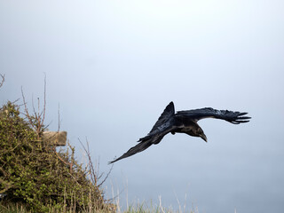 Poster - Raven, Corvus corax