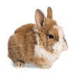 Cute little rabbit on white background. Adorable pet