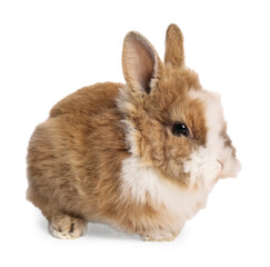 Wall Mural - Cute little rabbit on white background. Adorable pet