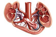 human kidney 3d renders realistic anatomy. human organ vector illustration PNG design.