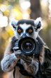 lemur with camera close-up. Selective focus