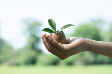 Kid's hand holding repuposed eggshell transformed into fertilizer pot, symbolizing commitment to nurture and grow sprout or baby plant as environment social governance for future generation. Gyre