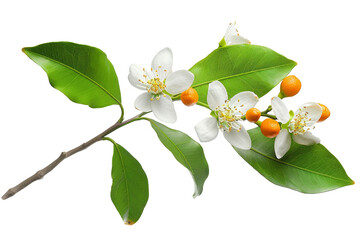 Orange tree branch with white flowers, buds and leaves isolated on white. Neroli blossom. Citrus bloom.