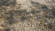 Small pebble background and texture with shadow of trees         