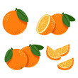 Orange fruits vector cartoon set isolated on a white background.