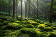 Sunlit Moss-Covered Stones in a Lush Forest—A Captivating Display of Nature's Serenity and Beauty