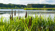 Green bulrush near the lake