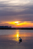 Fototapeta Tulipany - Łabędzie na tafli jeziora z obiciem wschodu słońca