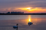 Fototapeta Tulipany - Łabędzie na tafli jeziora z obiciem wschodu słońca