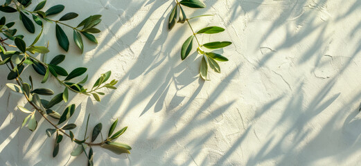 Wall Mural - A leafy olive tree casts a shadow on a white wall