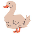 Cute duck vector cartoon farm bird illustration isolated on a white background.
