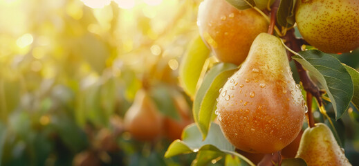 Wall Mural - A bunch of pears hanging from a tree