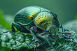 A close-up of a leaf beetle, its green metallic body almost invisible against the leaf it feeds on,