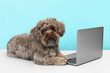 Cute Maltipoo dog with laptop on light blue background. Lovely pet