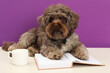 Cute Maltipoo dog with book and cup on white table against violet background. Lovely pet