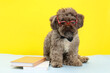 Cute Maltipoo dog with books wearing glasses on white table against yellow background. Lovely pet