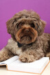 Cute Maltipoo dog with book on white table against violet background. Lovely pet