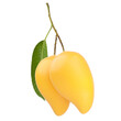 Ripe mango fruit with leaf and stem isolated white background.