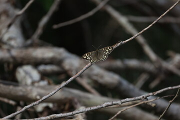 Poster - Closeup of a moth perched on tree branches