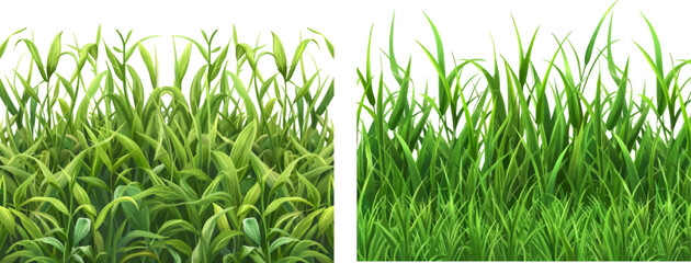 Poster - Lawn field turf green, hedge garden herbs grass