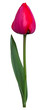 PNG Isolated tulip transparent background