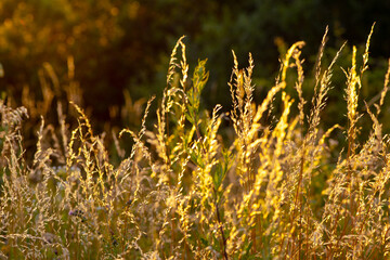 Wall Mural - Field of grass during sunset