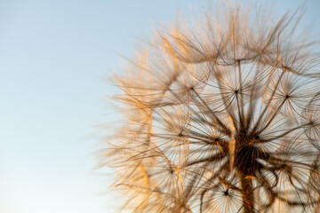 Wall Mural - Defocused dandelion with seeds at sunset