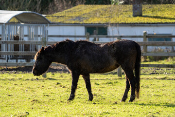 horse in the field