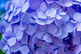 Fototapeta  - Violet Hydrangea background. Hortensia flowers surface.