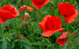 Fototapeta  - red poppies on green field