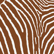 Zebra print pattern animal seamless. Zebra skin abstract for printing, cutting, crafts, stickers, web, cover, cover page, wallpaper and more.