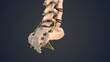 Sacrum and coccyx in the human spine with nerve