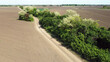 agriculture fields in Vojvodina, in spring, with blooming acacia trees and young green wheat
