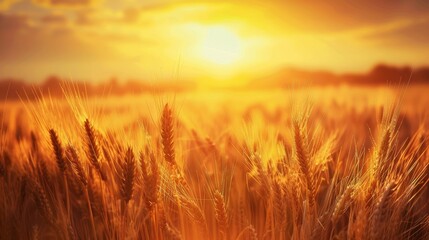 Wall Mural - Beautiful golden sunrise over abundant wheat field, scenic agriculture landscape view