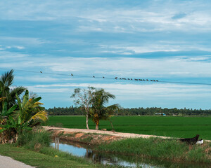 Sticker - There are birds perched on the electrical wire in a verdant paddy field.