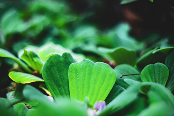  Pistia stratiotes is a herbaceous plant that grows on the surface of the water and has no stems. The roots of Pistia stratiotes are submerged in water..Pistia stratiotes L.